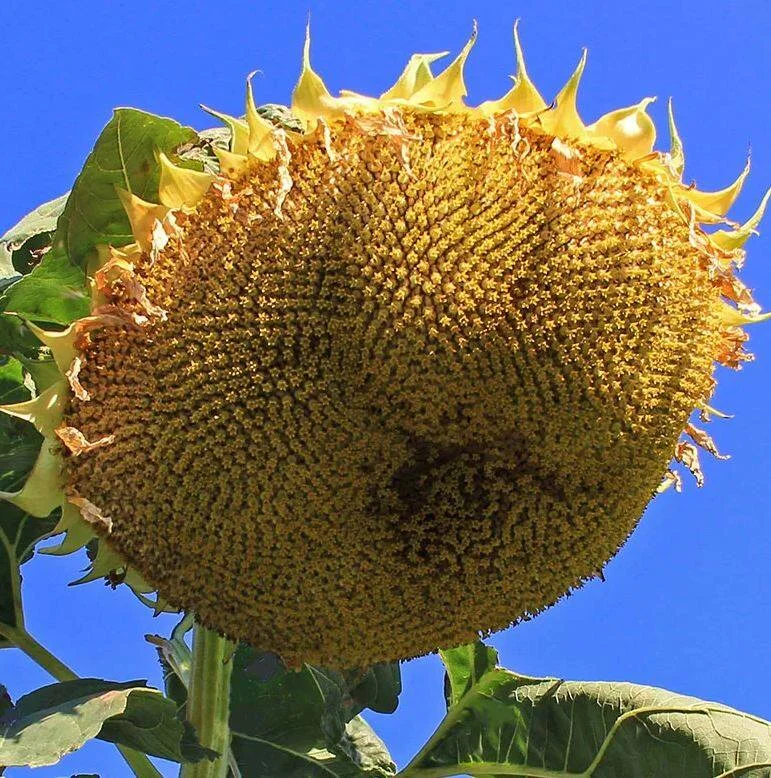 Sunflower Mongolian