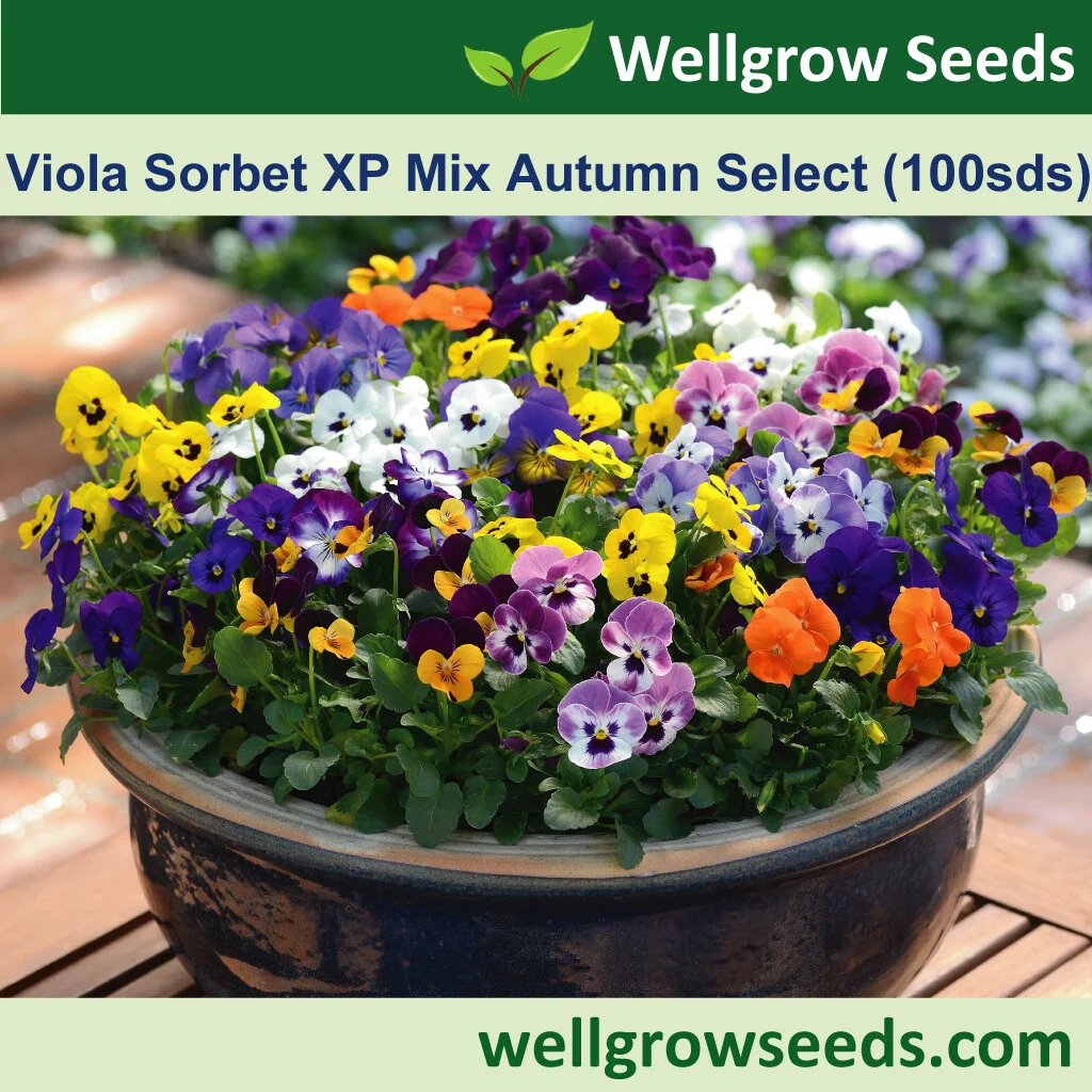 Viola Sorbet XP Mix