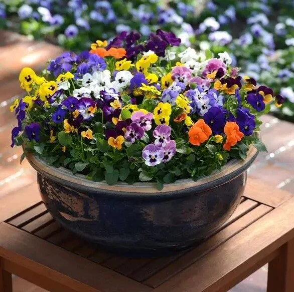 Viola Sorbet XP Mix