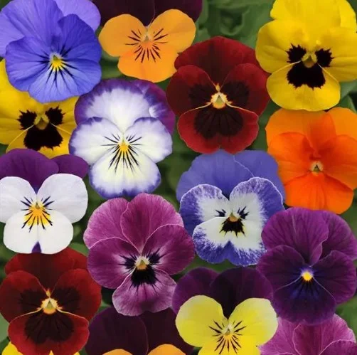 Viola Sorbet XP Mix