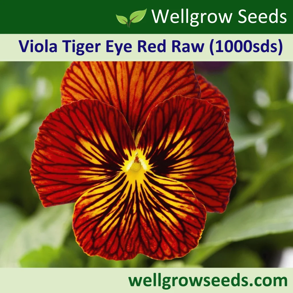 Viola Tiger Eye Red