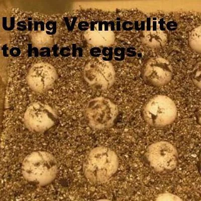 40L Vermiculite Gold