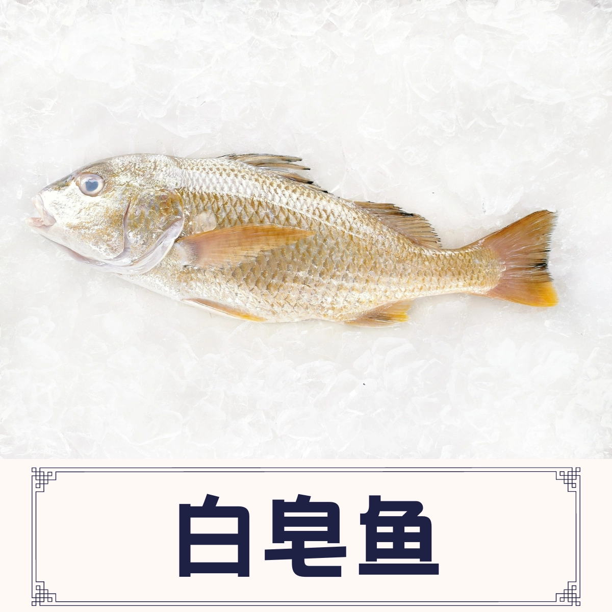 White Snapper | Top Fish | Fresh Seafood Delivery in Malaysia From ...
