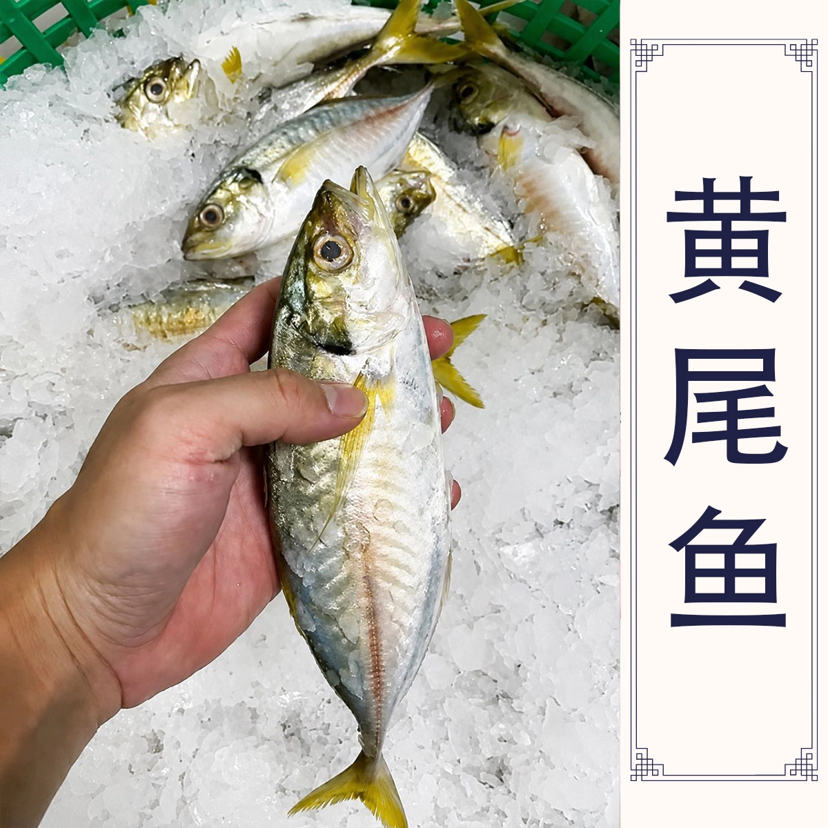 Selar Kuning | Top Fish | Fresh Seafood Delivery in Malaysia From Kuala ...