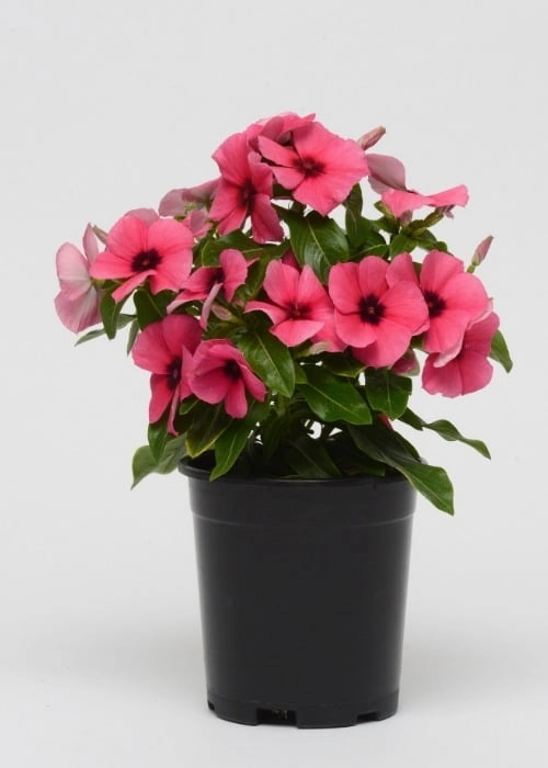 Vinca Heat Wave Raspberry Vinca Tattoo Raspberry (100 seeds) | WHT Wellgrow Seeds