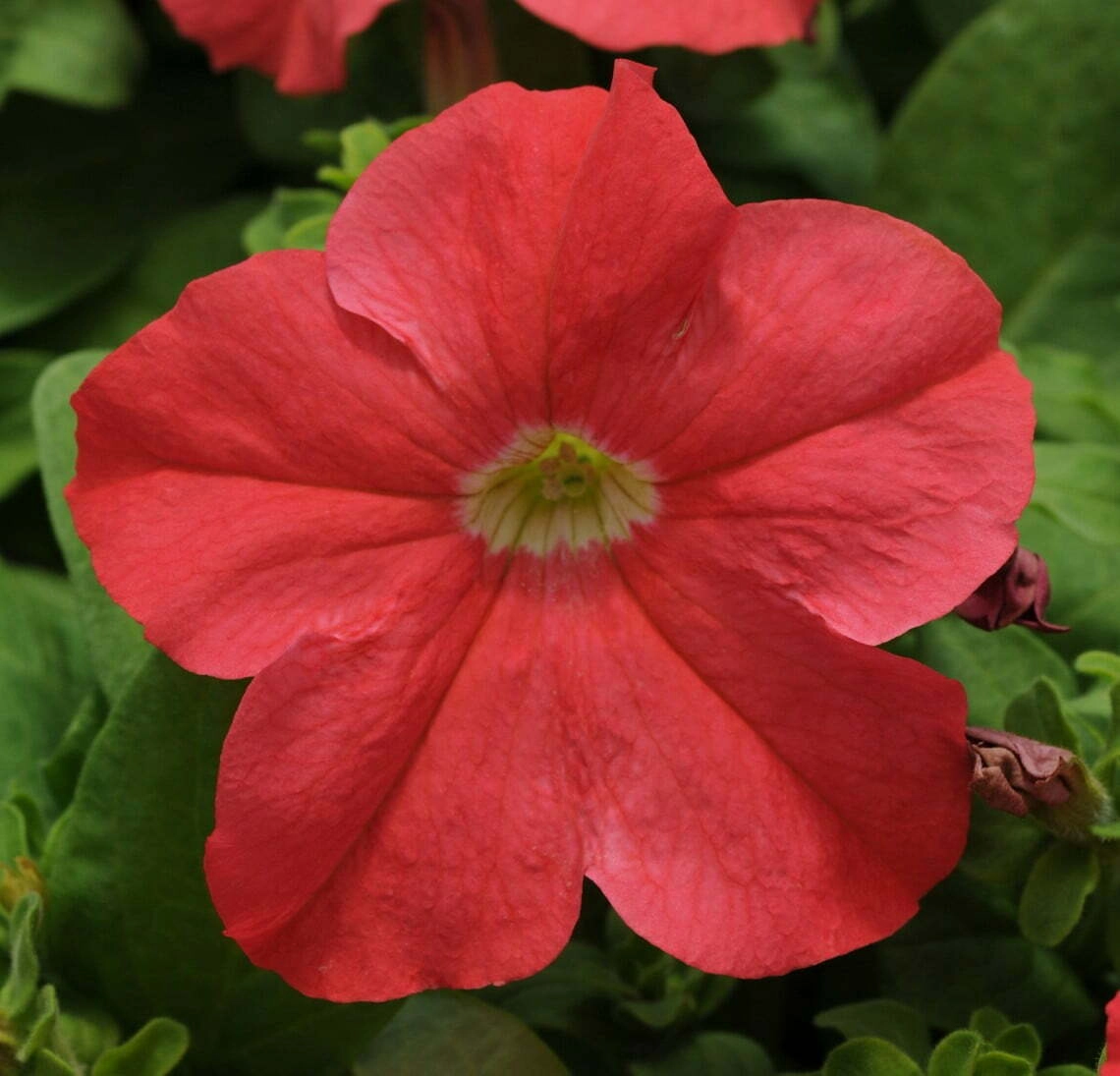 Petunia E Rider Petunia Ez Rider Deep Salmon Pelleted (1000sds) | WHT Wellgrow Seeds