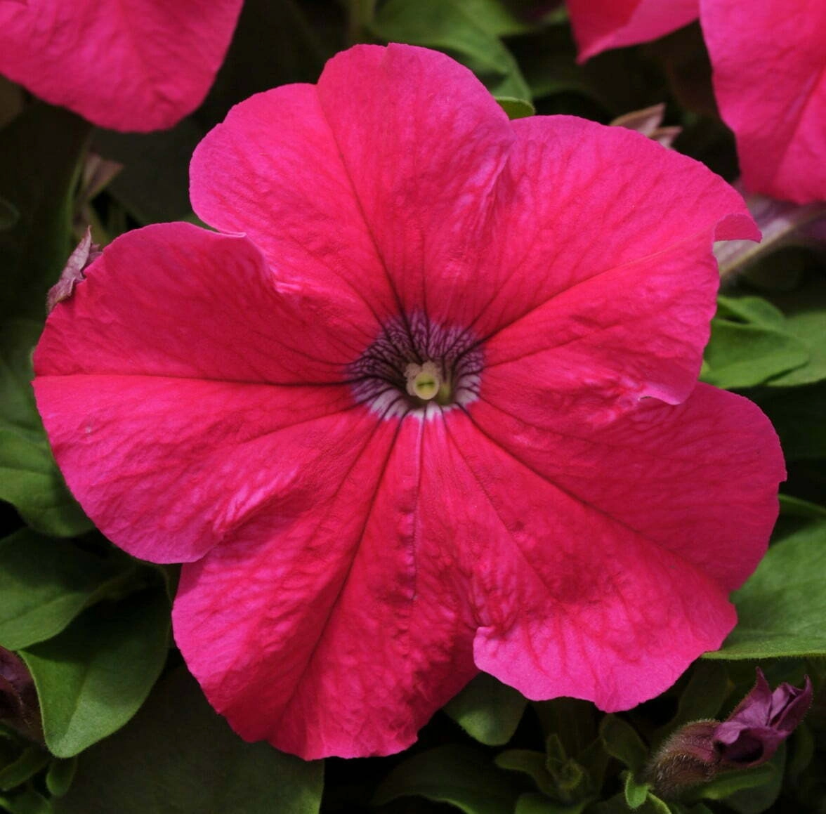Petunia E Rider Petunia Ez Rider Rose Pelleted (1000sds) | WHT Wellgrow Seeds