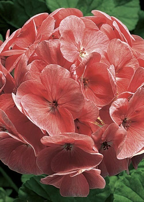 Geranium Ringo Geranium Ringo 2000 Salmon (1000sds) | WHT Wellgrow Seeds