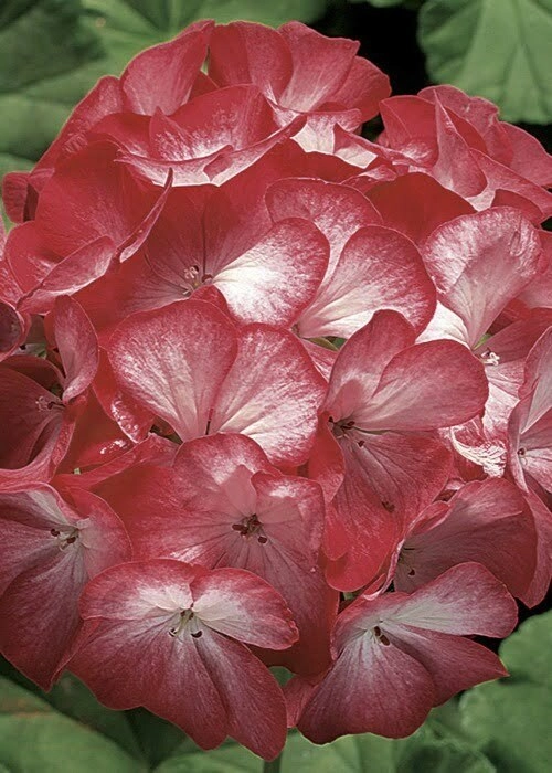 Geranium Ringo Geranium Ringo 2000 Scarlet Star (1000sds) | WHT Wellgrow Seeds