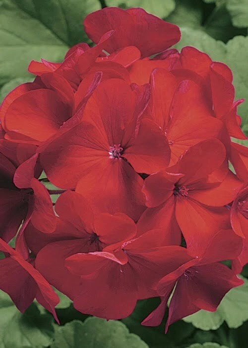 Geranium Ringo Geranium Ringo 2000 Cardinal (1000sds) | WHT Wellgrow Seeds