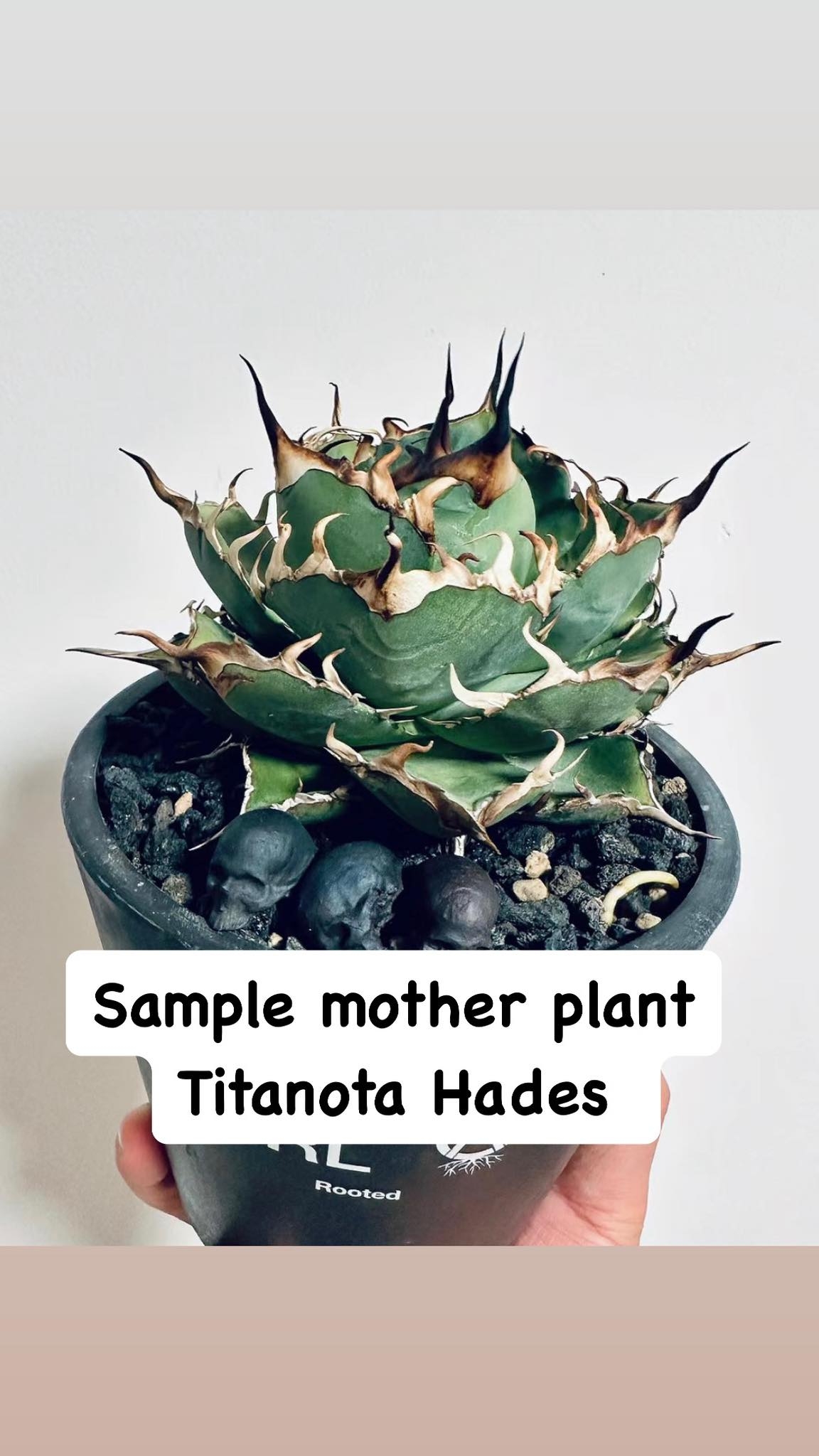 Agave titanota 'Hades' 黑帝斯 | Augustfame Plant Nursery Agave titanota 'Hades' 黑帝斯 | Augustfame Plant Nursery