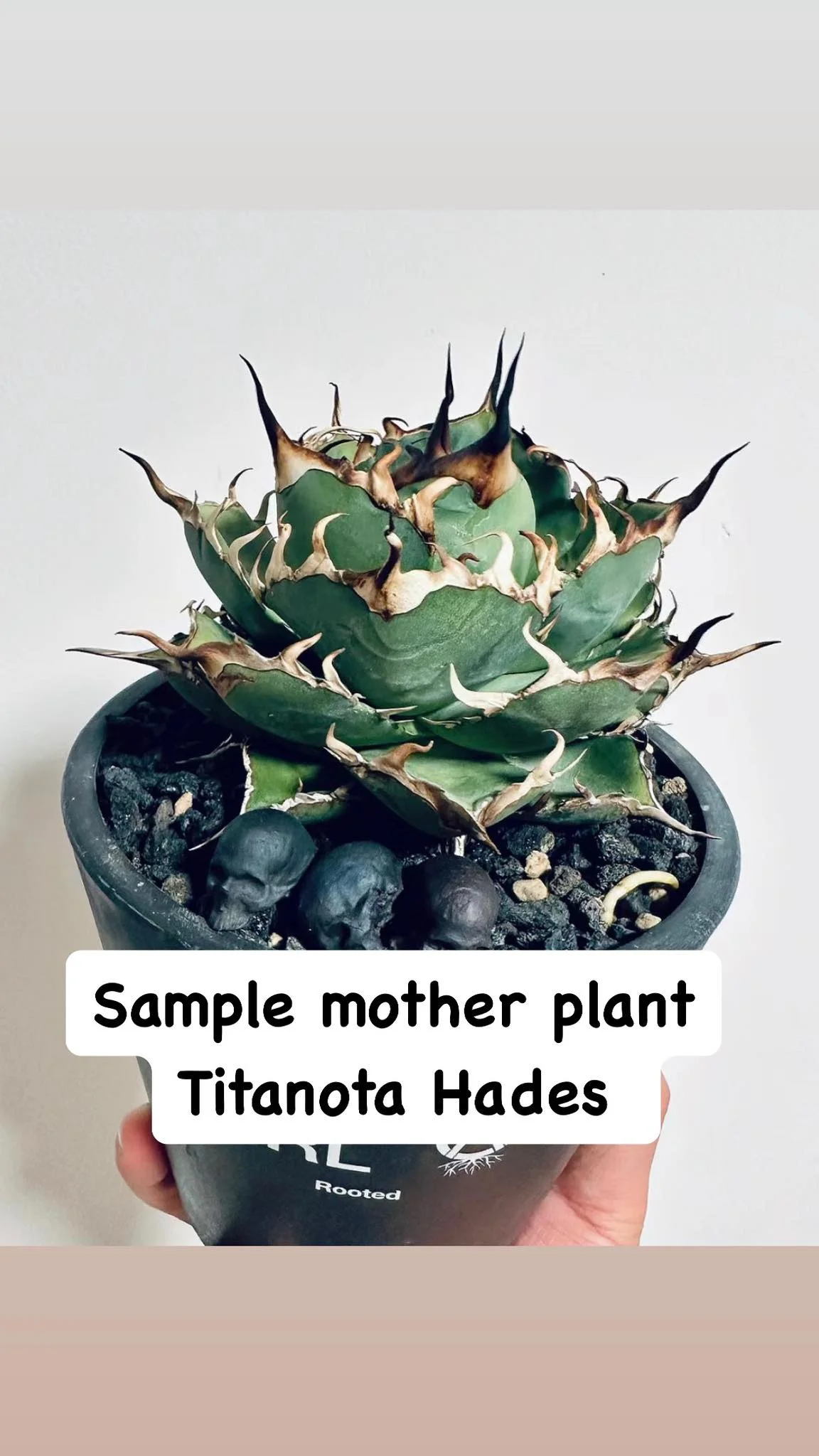 Agave titanota 'Hades' 黑帝斯 | Augustfame Plant Nursery Agave titanota 'Hades' 黑帝斯 | Augustfame Plant Nursery